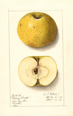 Apples, Roxbury Russet (1912)