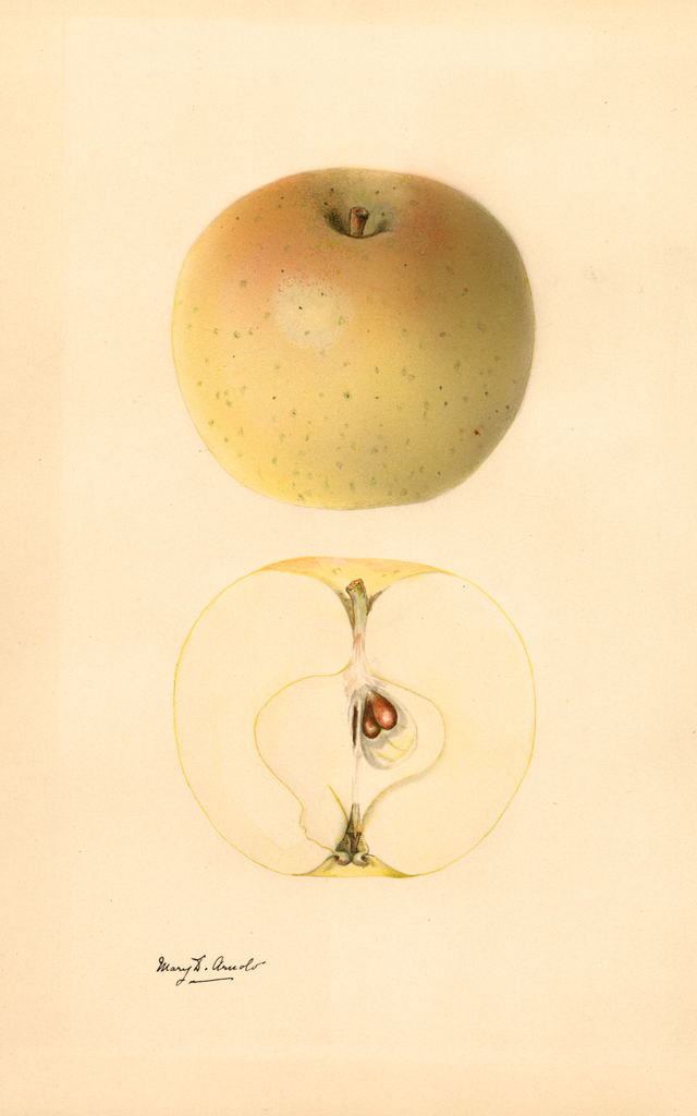 Apples, Royal Jubilee (1931)