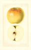 Apples, Royal Jubilee (1927)