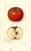 Apples, Royal Limbertwig (1912)