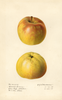 Apples, Masons Orange (1918)