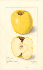 Apples, Yellow Newtown (1910)