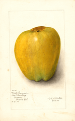 Apples, White Pearmain (1905)