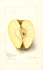 Apples, White Pearmain (1905)