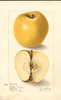 Apples, White Pearmain (1906)