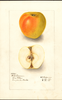 Apples, White Pearmain (1909)