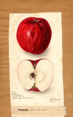 Apples, Williams (1899)