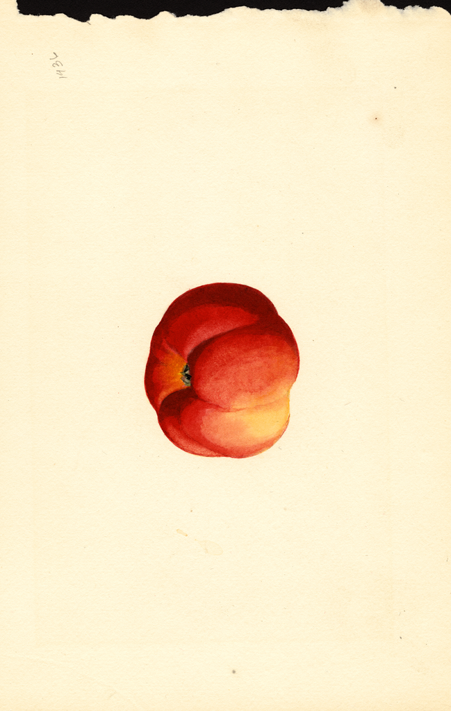 Apples, Jonathan (1925)
