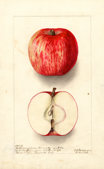 Apples, Williams (1903)