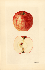 Apples, Williams (1928)