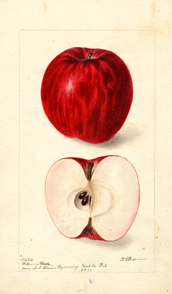 Apples, Williams Early (1899)