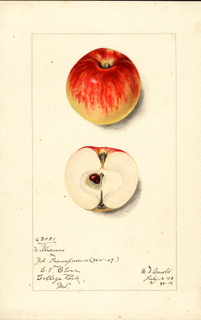 Apples, Williams (1913)
