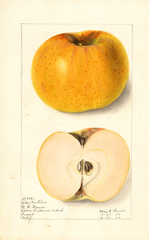 Apples, Yellow Newtown (1910)