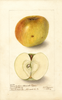Apples, Yellow Newtown (1904)