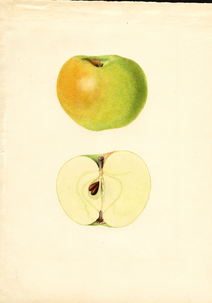 Apples, Yellow Newtown (1935)