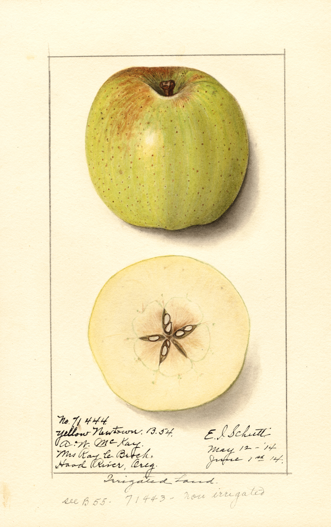 Apples, Yellow Newtown (1914)
