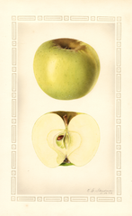 Apples, Yellow Newtown (1928)