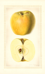 Apples, Yellow Newtown (1927)