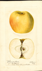 Apples, Yellow Newtown (1896)