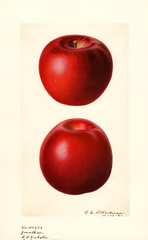 Apples, Jonathan (1921)