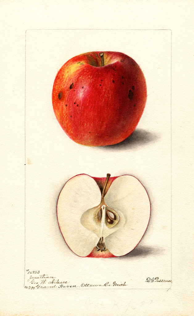 Apples, Jonathan (1899)