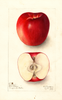 Apples, Jonathan (1909)