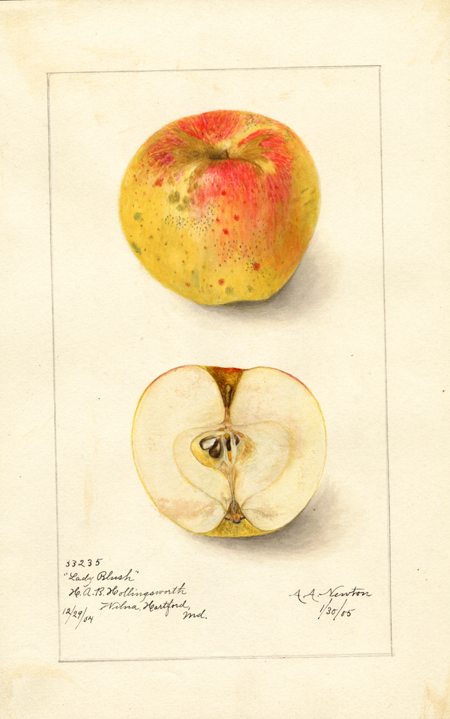 Apples, Lady Blush (1905)