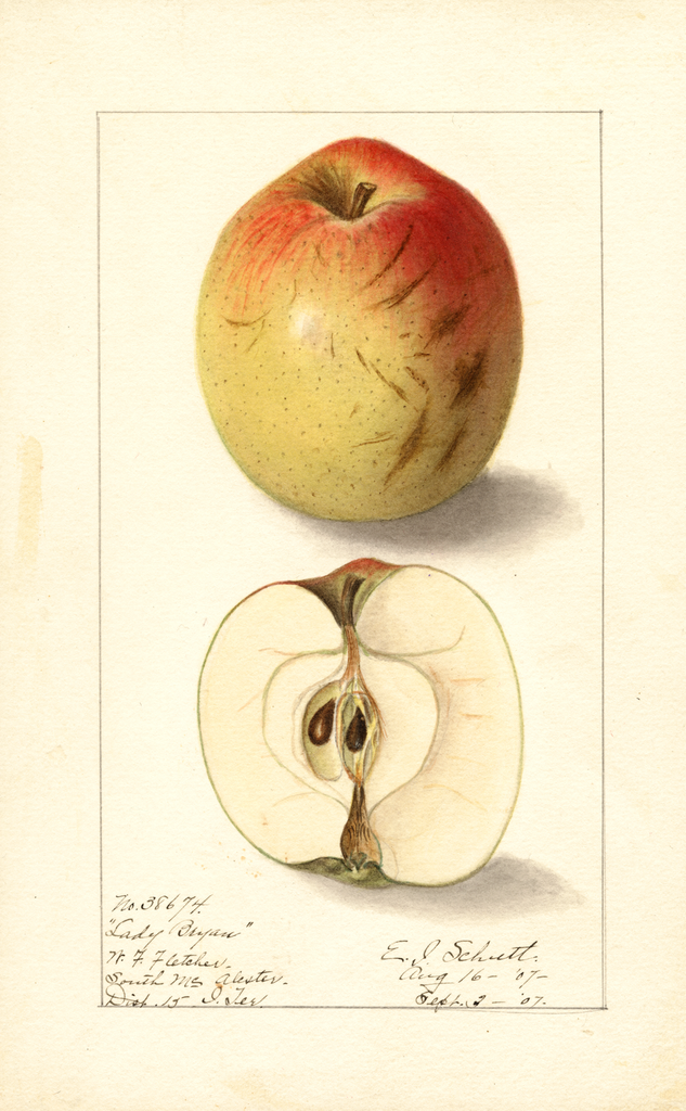 Apples, Lady Bryan (1907)