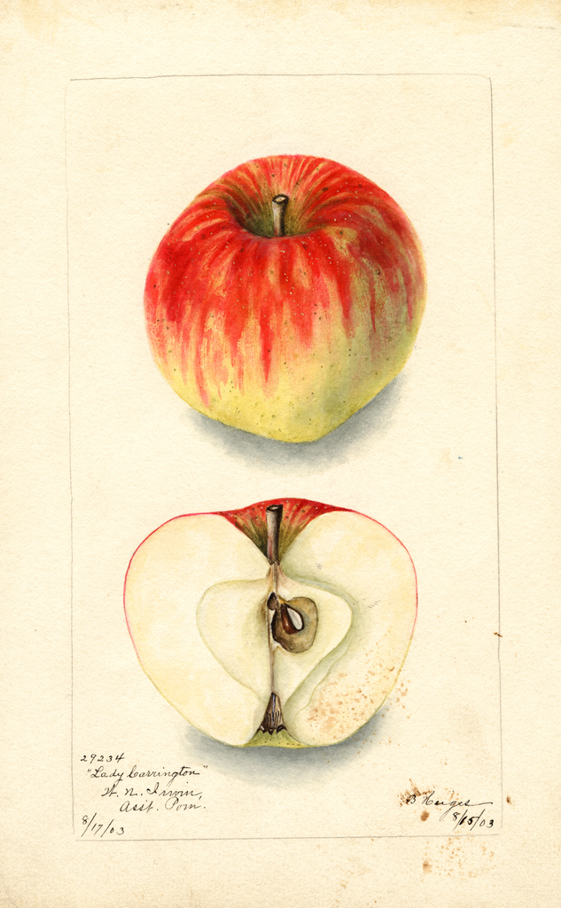 Apples, Lady Carrington (1903)