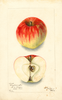 Apples, Lady Carrington (1903)