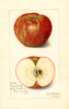Apples, Lady Sudley (1915)