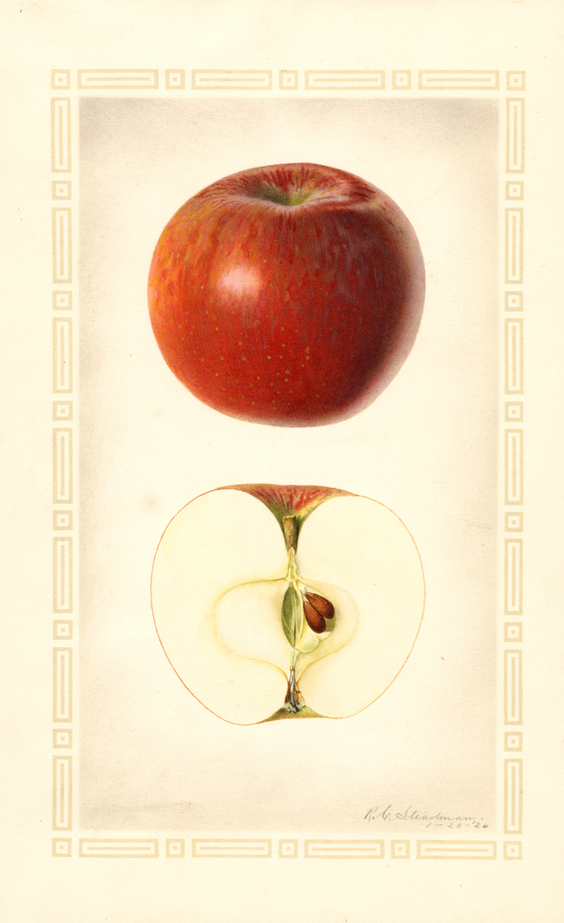 Apples, Lady Sweet (1926)