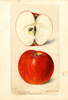 Apples, Lady Sweet (1898)