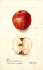Apples, Lady Sweet (1903)
