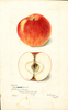 Apples, Lady Sweet (1899)