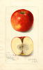 Apples, Newtown Spitzenburg (1912)