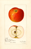 Apples, Newton Wonder (1921)