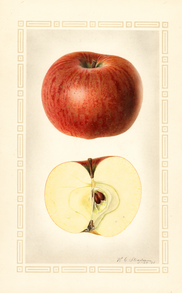 Apples, Nickerjack (1925)