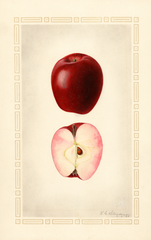Apples, Nalus Niedwetzkyana (1924)