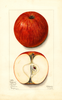 Apples, Nickajack (1913)
