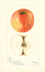 Apples, Niel (1898)
