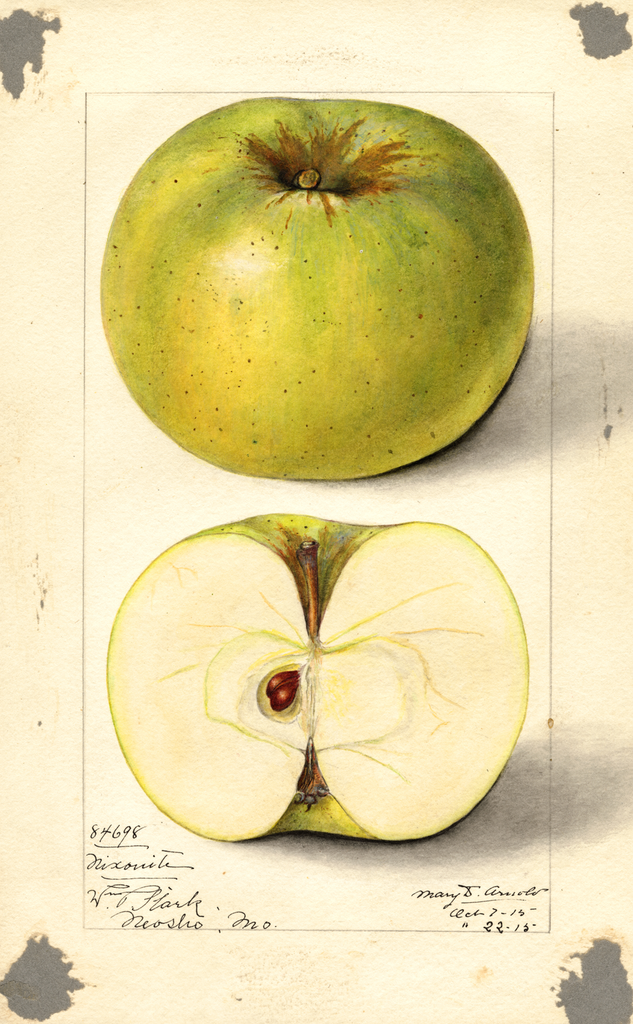 Apples, Nixonite (1915)