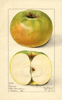 Apples, Nixonite (1915)