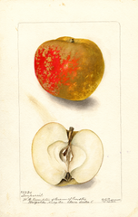 Apples, Nonpareil (1902)
