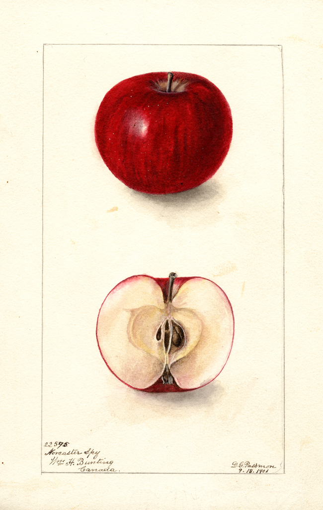 Apples, Noreaster Spy (1901)