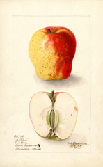 Apples, No Blow (1905)