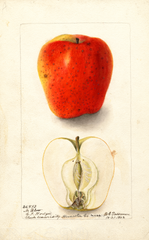Apples, No Blow (1902)