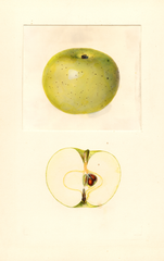 Apples, Renetta Di Mans (1939)