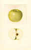 Apples, Renetta Di Mans (1939)