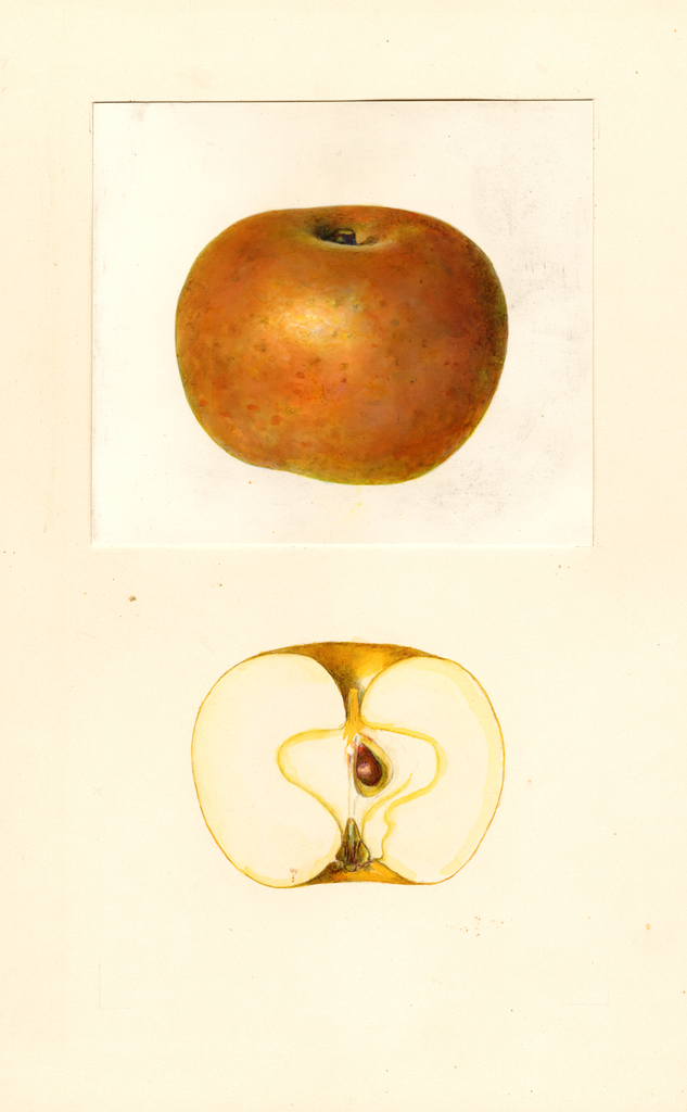 Apples, Renetta Dorata (1939)